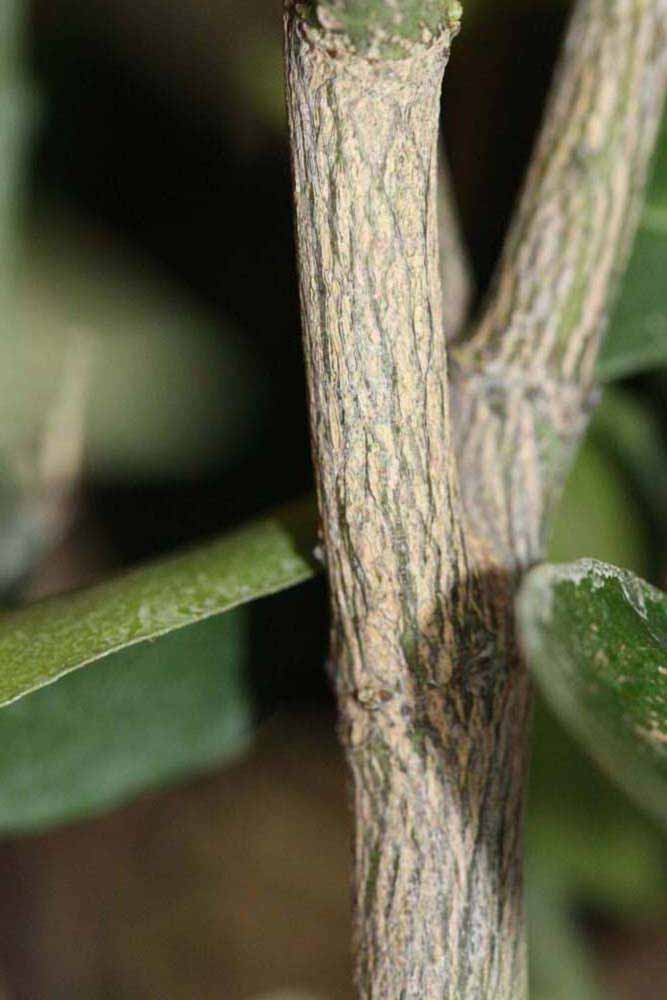              Second - third year twig (Riverside, CA)       